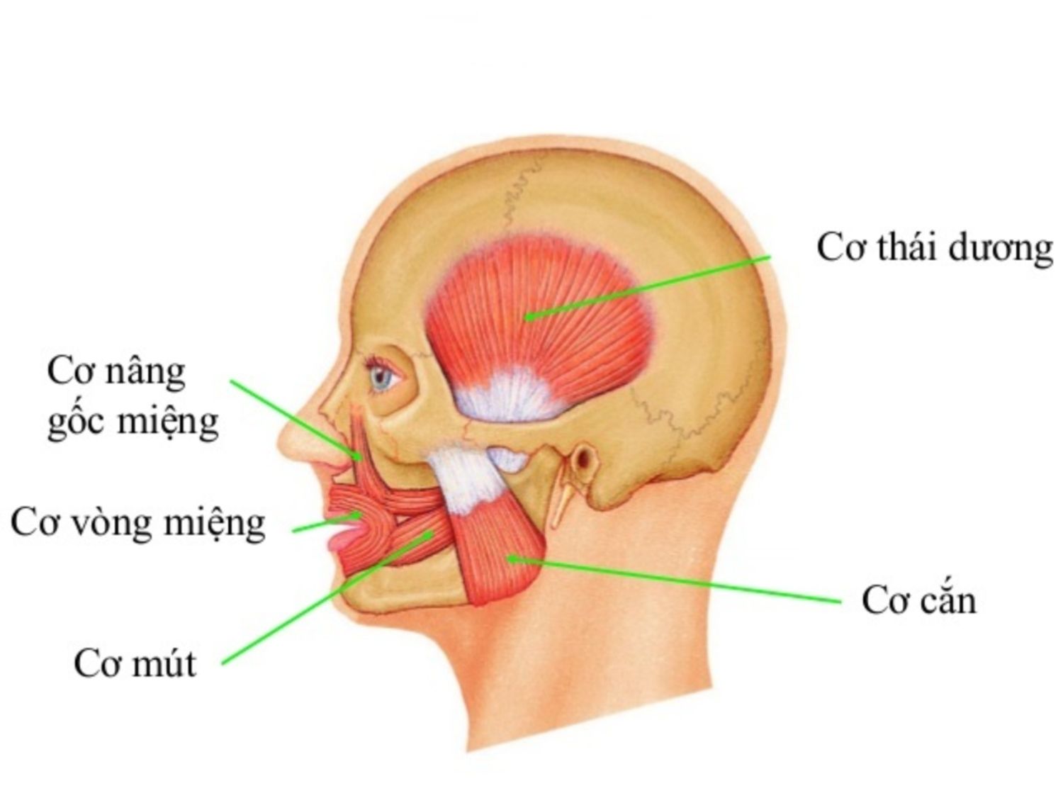 Hình ảnh giải phẫu cơ cắn