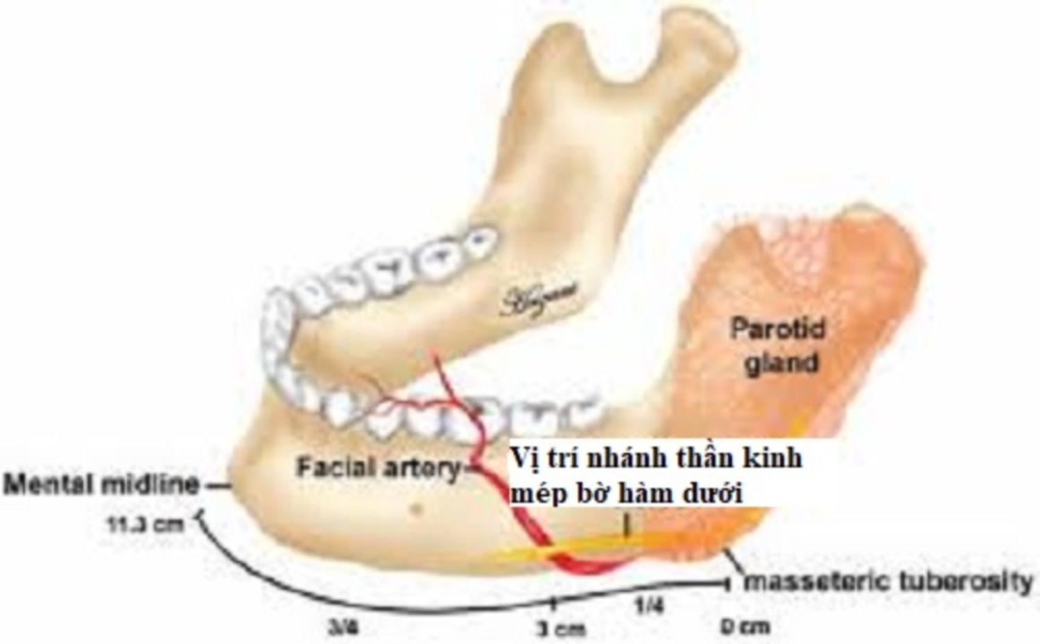 vị trí nhánh thần kinh mép bờ hàm dưới