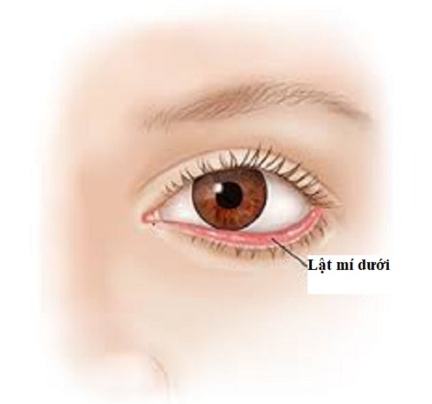 lật mí dưới