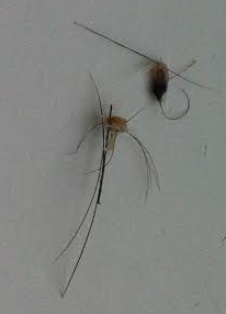 Có thứ gì đó rụng ra từ đầu tôi, 16 ngày sau phẫu thuật, đó là vảy hay nang tóc cấy?