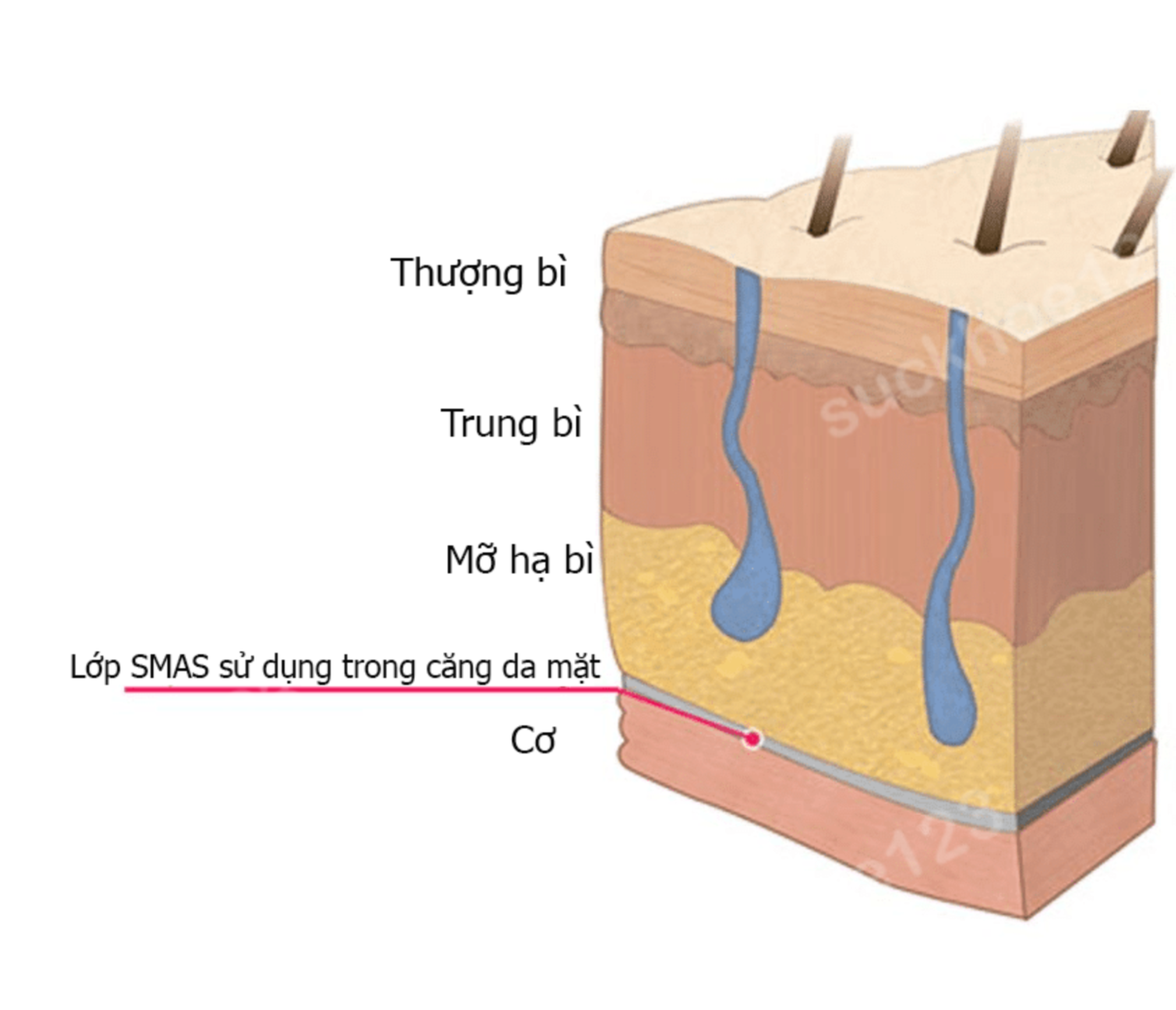 SMAS