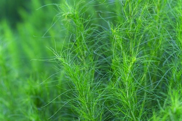 Lợi Ích Của Ngải Lá Kim (Artemisia Capillaris) Đối Với Da