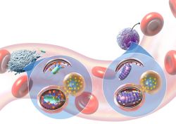 Vai Trò Của Tự Thực Bào (Autophagy) Trong Ngăn Ngừa Lão Hóa Da