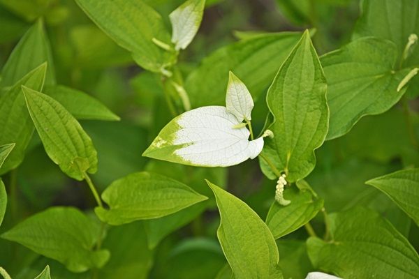 Cây Hàm Ếch (Saururus Chinensis) Có Những Lợi Ích Gì Đối Với Da?