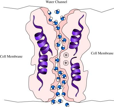 Aquaporin