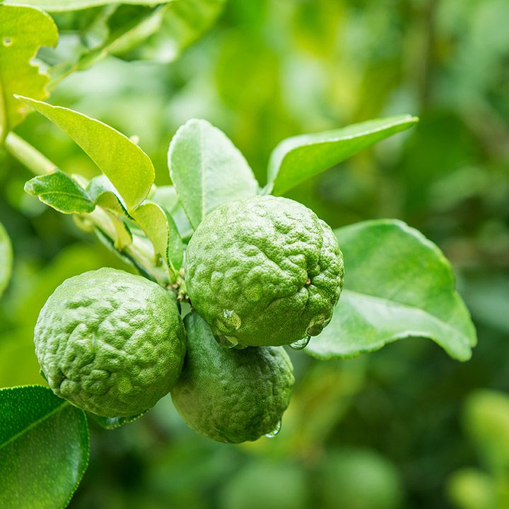 bergamot essential oil organic bergorgpmq