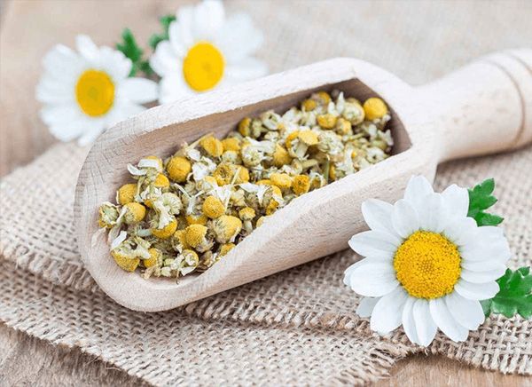 chiet xuat cuc la ma