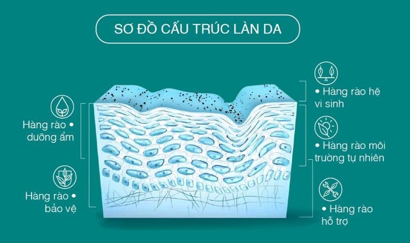 hang rao bao ve da la gi vai tro va cach phuc hoi