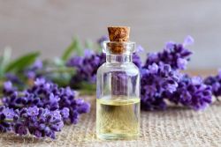 Công Dụng Của Tinh Dầu Hoa Oải Hương (Lavender) Trong Chăm Sóc Da
