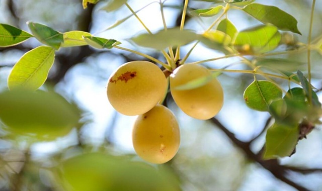 Dầu Marula Và Những Công Dụng Tuyệt Vời Cho Làn Da