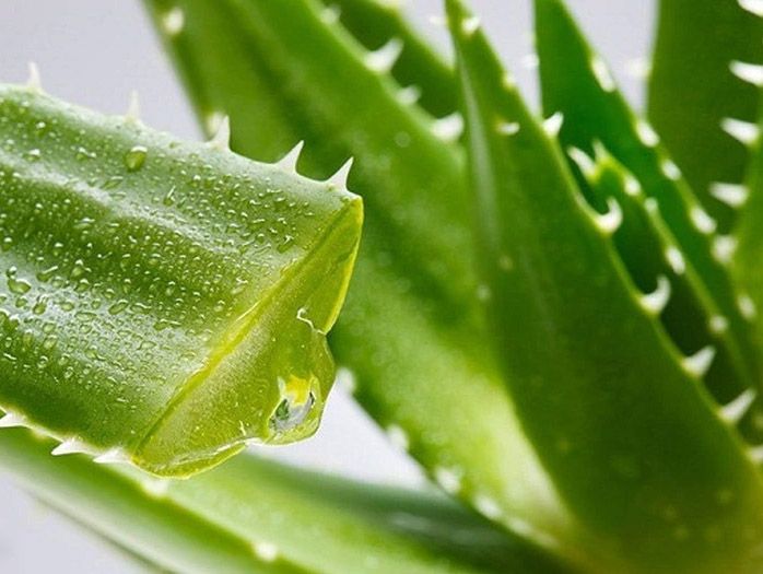 Nha Đam: Làm Đẹp Với Nha Đam, Chăm Sóc Da Với Nha Đam