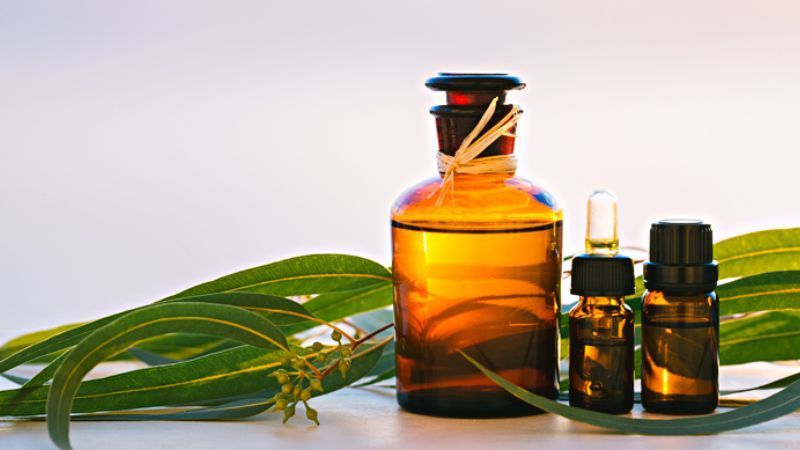 Tinh dau khuynh diep duoc su dung rong rai trong cuoc song