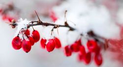 Barberry là bí mật giúp trị mụn tiếp theo?