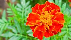 Cách làm dịu da với cúc vạn thọ calendula
