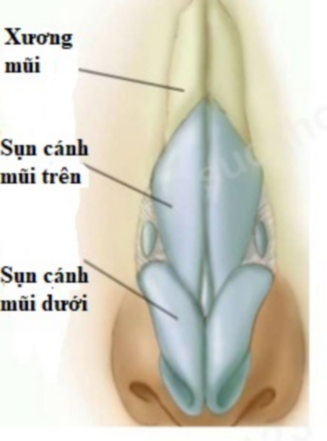 sụn cánh mũi