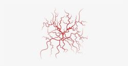 Những điều nên và không nên làm để giữ cho tĩnh mạch khỏe mạnh