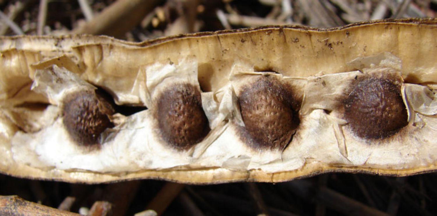 Trị mụn với cây chùm ngây Moringa