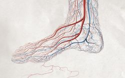 Nguyên nhân gây tuần hoàn máu kém ở chân