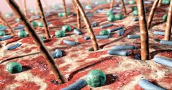 Mặt lợi của vi khuẩn gây mụn p.acnes