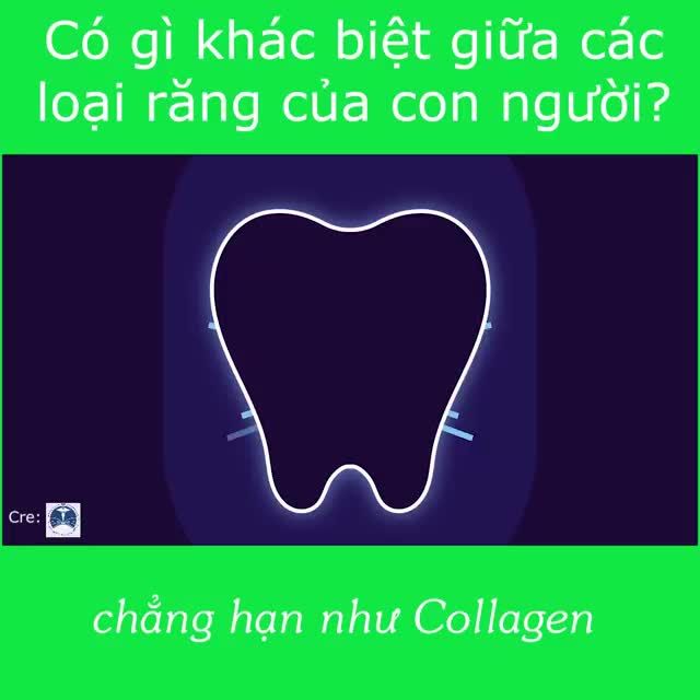 Có gì khác biệt giữa các loại răng của chúng ta?