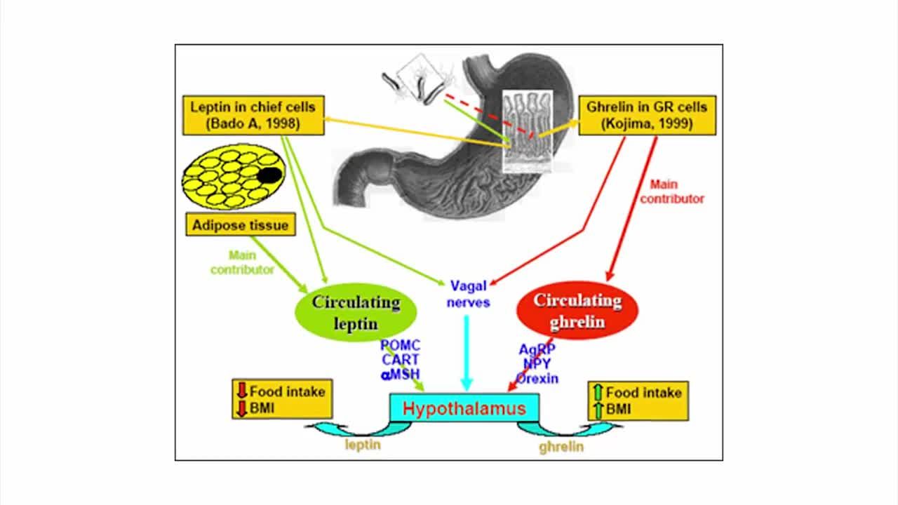 Video 3D mô phỏng phương pháp Thu nhỏ Dạ dày giảm béo