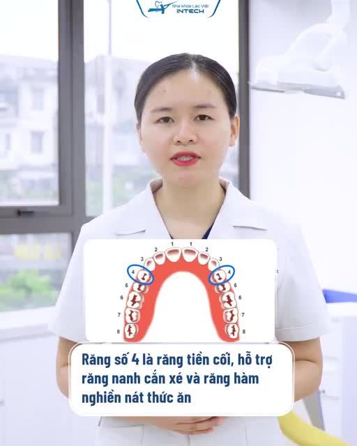 TẠI SAO RĂNG SỐ 4 THƯỜNG ĐƯỢC CHỈ ĐỊNH NHỔ BỎ KHI NIỀNG