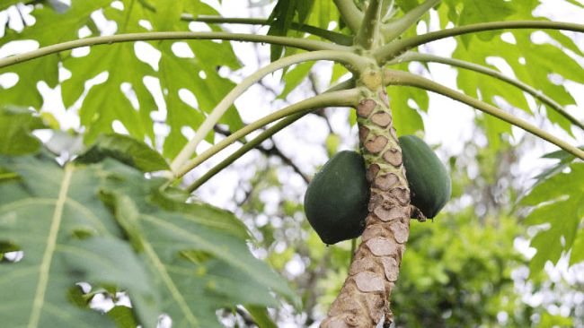 Hoa, Lá Và Quả Đu Đủ Đều Có Công Dụng Chữa Đau Dạ Dày Khá Tốt