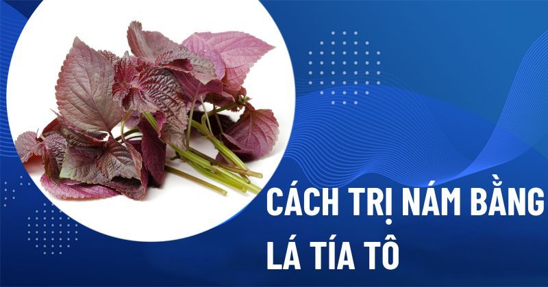 13 cách trị nám bằng lá tía tô tại nhà mang lại hiệu quả cao