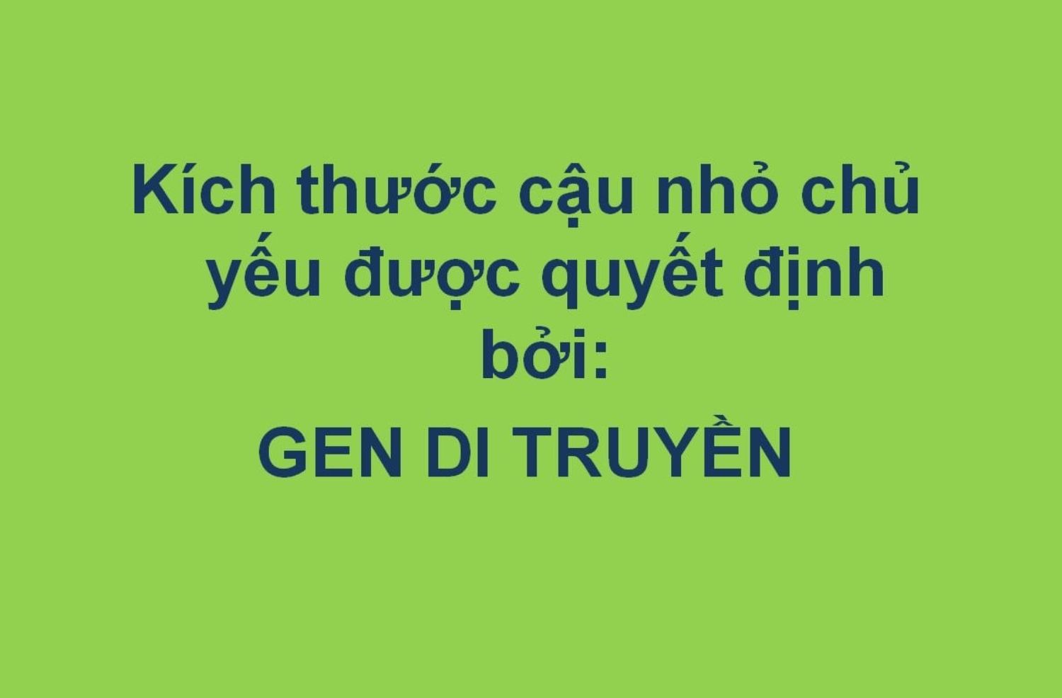 Size tiểu adam và gen di truyền