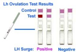 Que thử rụng trứng: cách sử dụng, độ chính xác, đọc kết quả