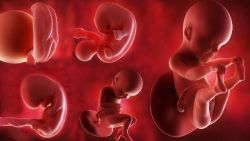 Quá trình phát triển của thai nhi