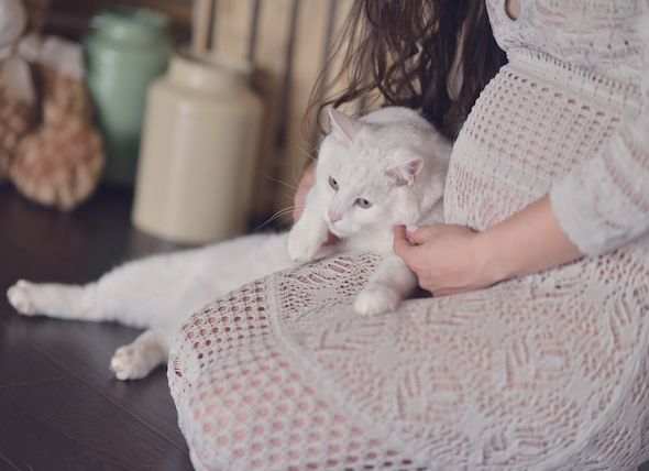 Lời khuyên của bác sĩ khi dọn chuồng mèo lúc mang thai?