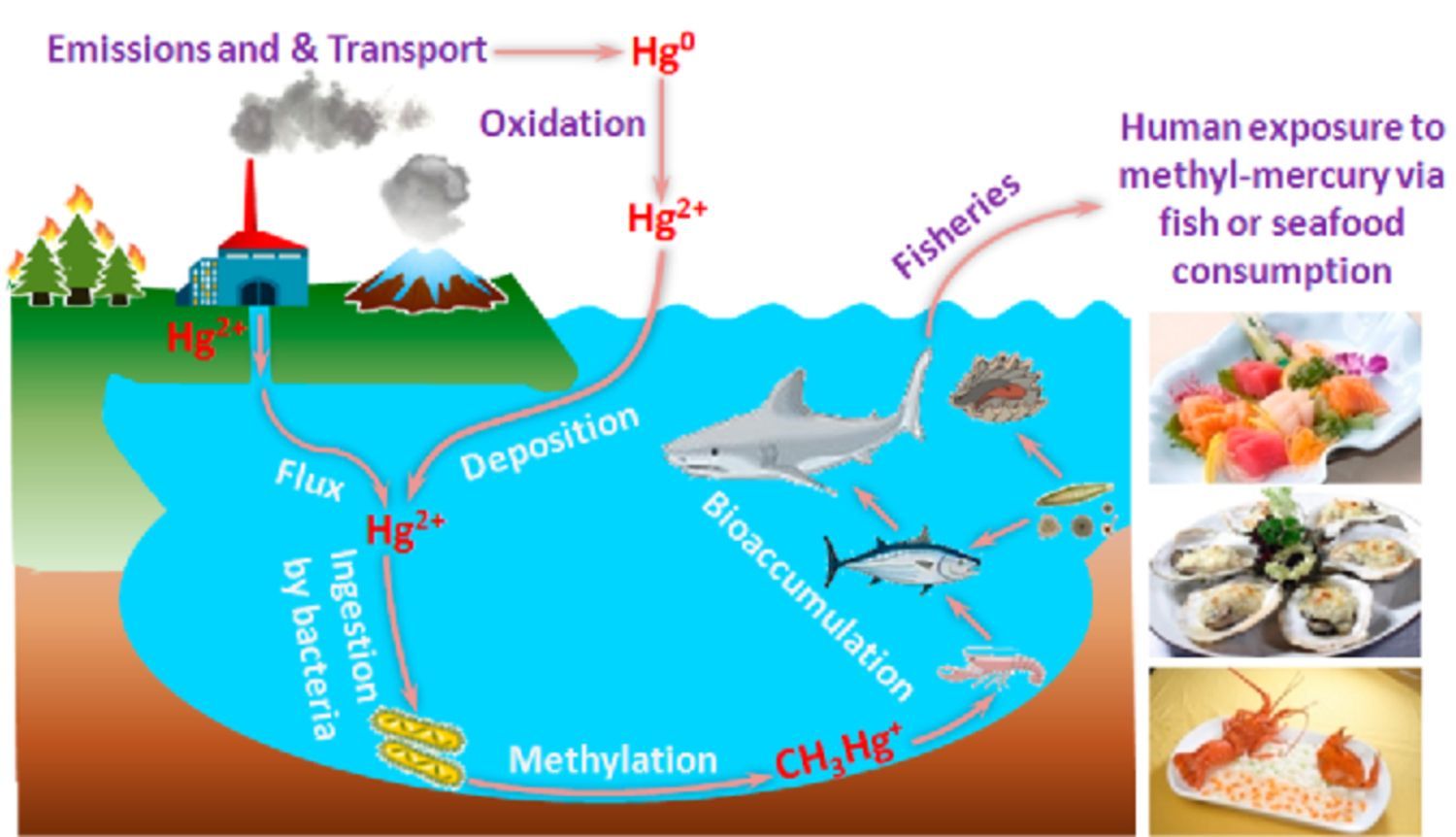 ca nhiem thuy ngan 2