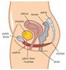 Y học sàn chậu - Bệnh viện Từ Dũ