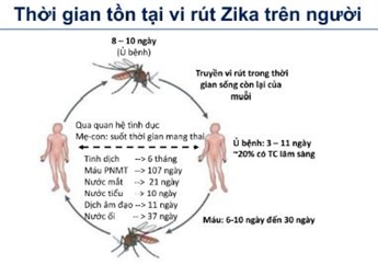 Nhiễm Zika và tật đầu nhỏ trong thai kỳ - Bệnh viện Từ Dũ