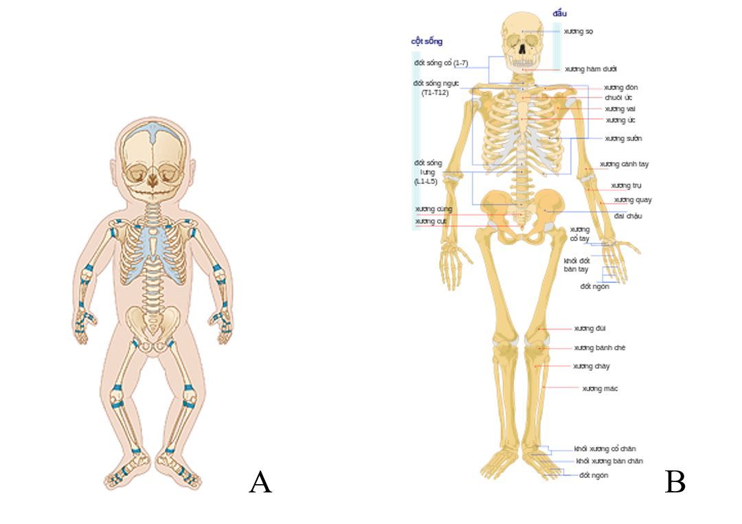 Cách thức phát triển chiều cao ở trẻ em - Bệnh viện 108