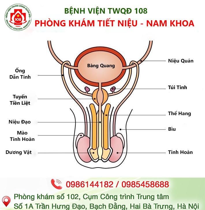Nhận biết và điều trị rối loạn cương dương - Bệnh viện 108