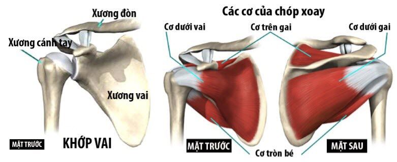 Rách gân cơ chóp xoay- bệnh lý đau vùng vai không thể xem thường - Bệnh viện 108
