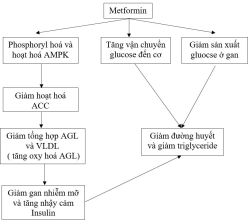 Metformin: Cân bằng nguy cơ và lợi ích trên thực hành lâm sàng - Bệnh viện 108
