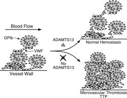 Chẩn đoán sớm, điều trị kịp thời bệnh nhân xuất huyết giảm tiểu cầu huyết khối tại khoa Hóa trị liệu và Bệnh máu (A6B) - Bệnh viện 108