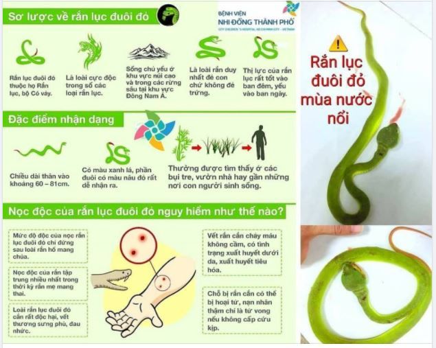 NHÂN DỊP MÙA MƯA, MÙA NƯỚC NỔI: NHẮC LẠI CÂU CHUYỆN RẮN LỤC ĐUÔI ĐỎ NĂM NGOÁI