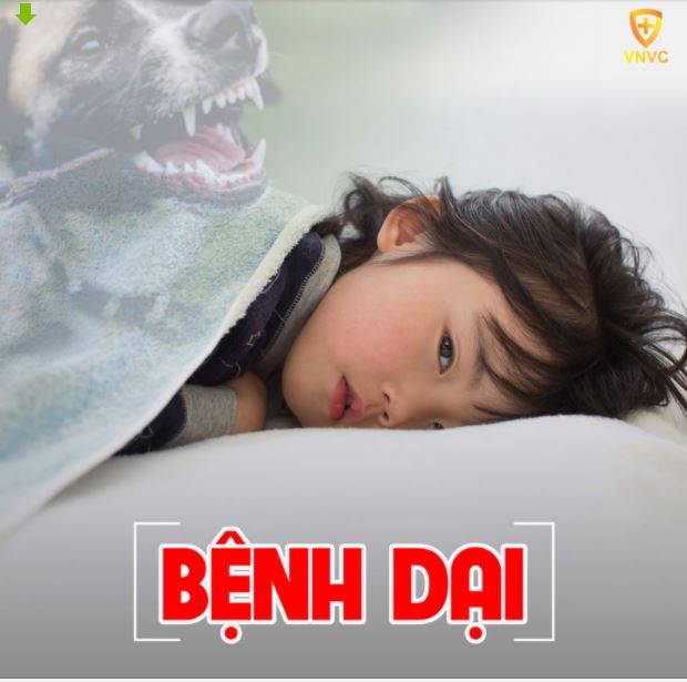 CẢNH BÁO HIỂM HỌA CHẾT NGƯỜI TỪ VẾT LIẾM/CẮN/CÀO CỦA CHÓ, MÈO..