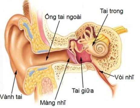 Hình ảnh: Cấu tạo của tai