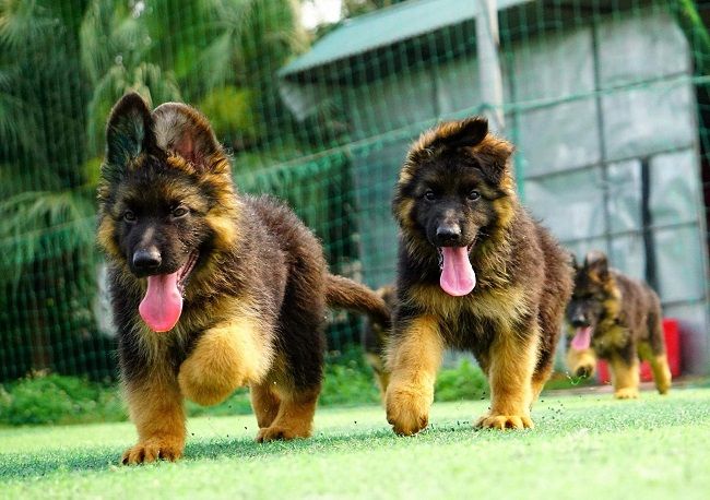 Can chó nhà cắn nhau, người đàn ông trung niên bị cắn vào cổ mất máu tới chết -bệnh viện Việt đức