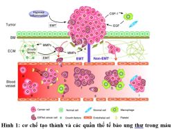 Ý nghĩa lâm sàng của tế bào ung thư trong máu - Bệnh viện 108