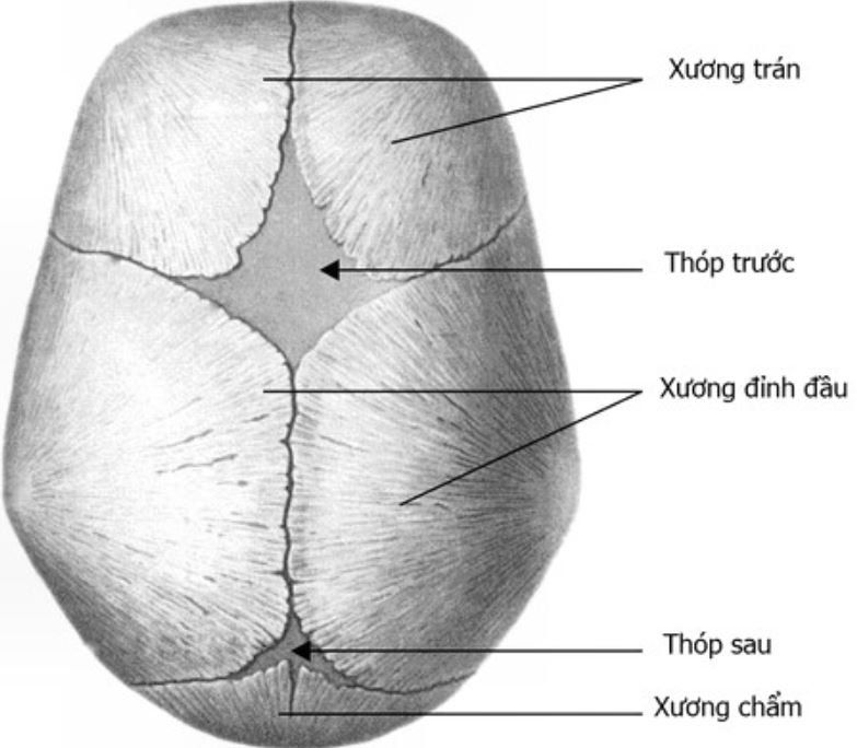 Thóp phồng ở trẻ sơ sinh: Những điều cần biết
