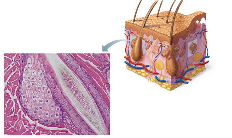 Trẻ đổ mồ hôi đầu nhiều có đáng lo?