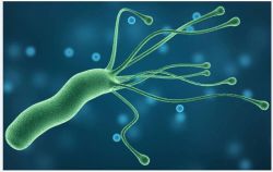 ĐÁNH BẠI VI KHUẨN HP CHỈ SAU 14 NGÀY TẠI THU CÚC