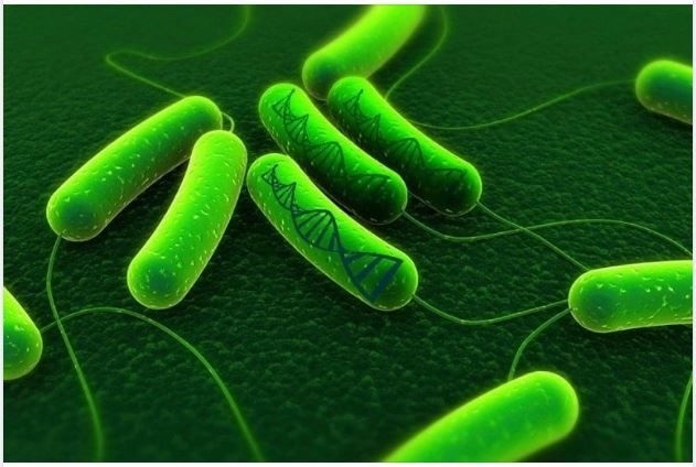 “TỐNG KHỨ” VI KHUẨN HP KHỎI DẠ DÀY CHỈ SAU 14 NGÀY TẠI THU CÚC