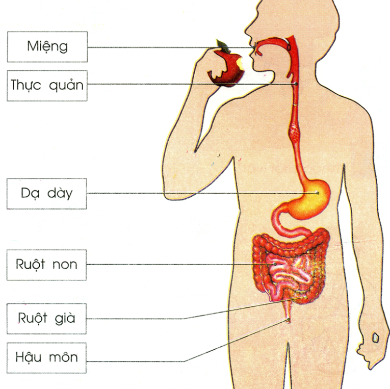 Chụp X-quang đại tràng cản quang: Những điều cần biết
